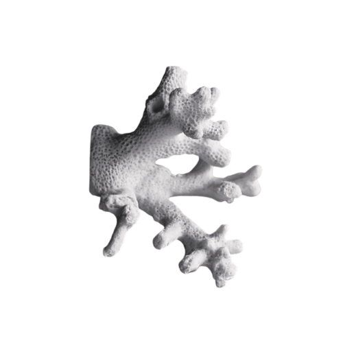 Coral Wall Decor