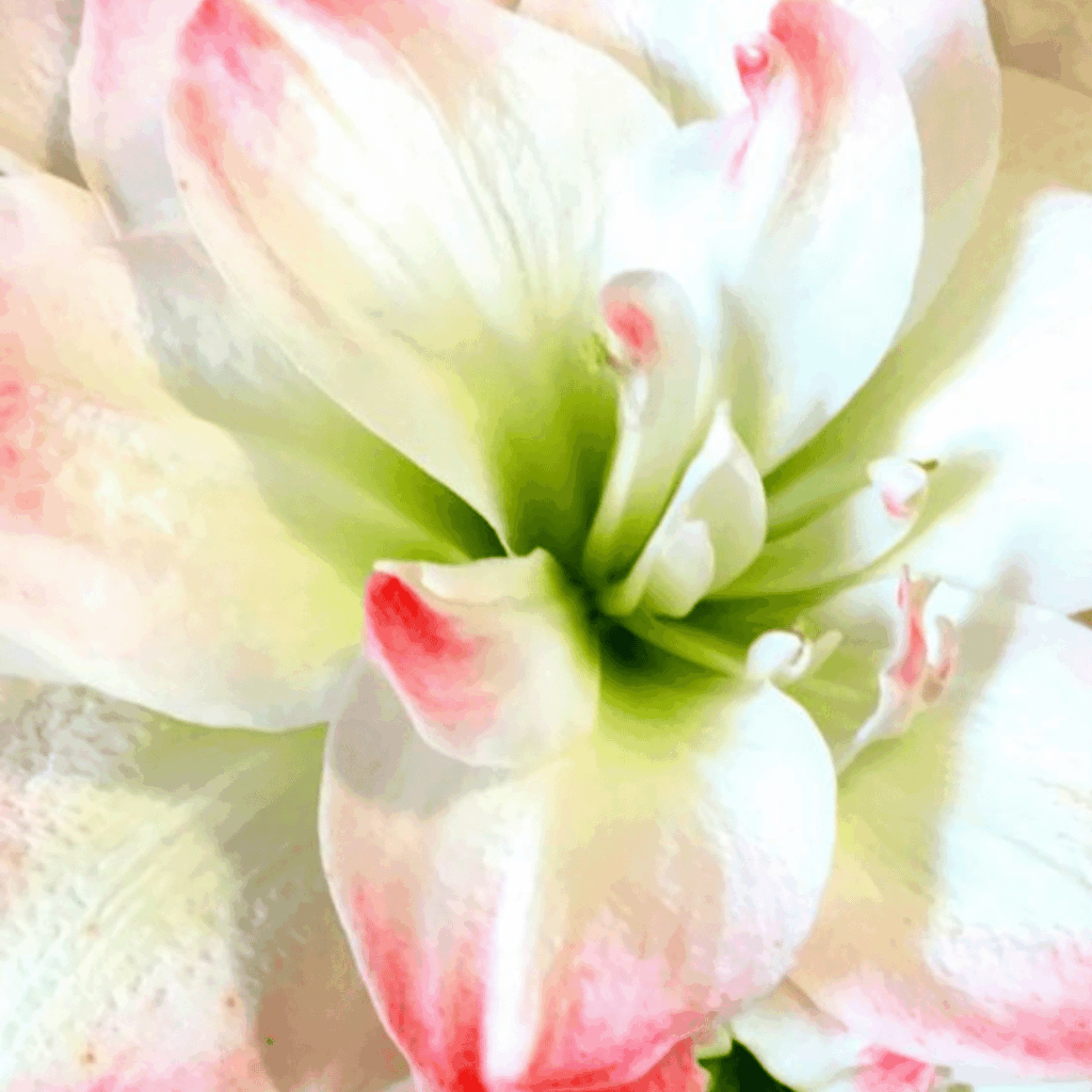 Amaryllis Bulb - Amadeus Candy