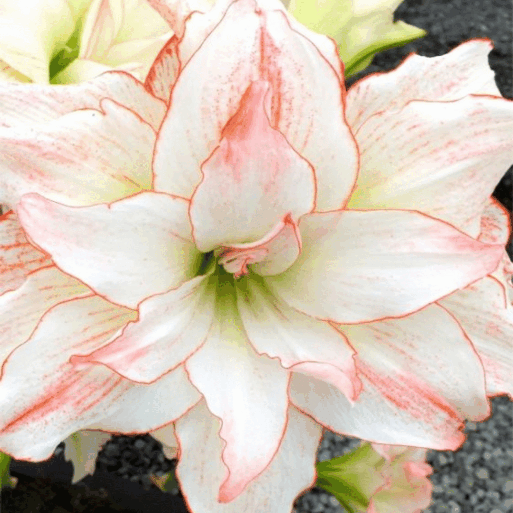 Amaryllis Bulb - Aphrodite
