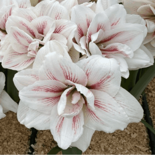 Amaryllis Bulb - Aquaro