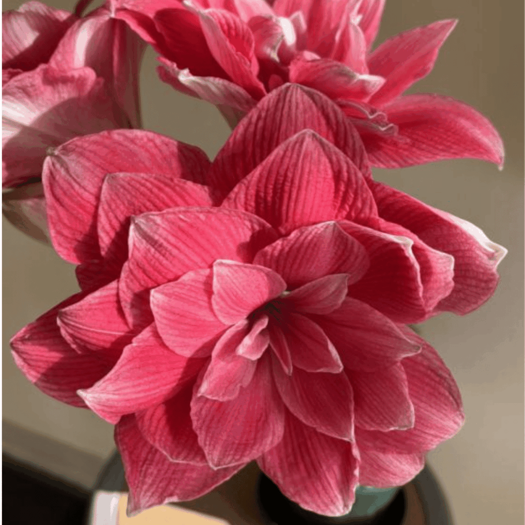 Amaryllis Bulb - Double Dream