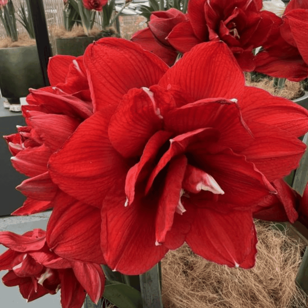 Amaryllis Bulb - Double King
