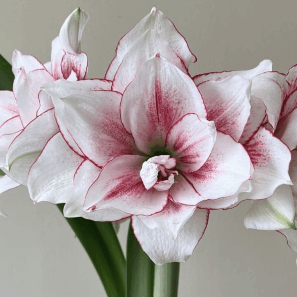 Amaryllis Bulb - Elvas