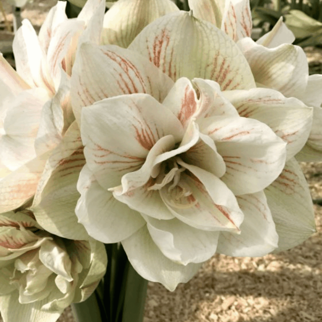 Amaryllis Bulb - Nymph