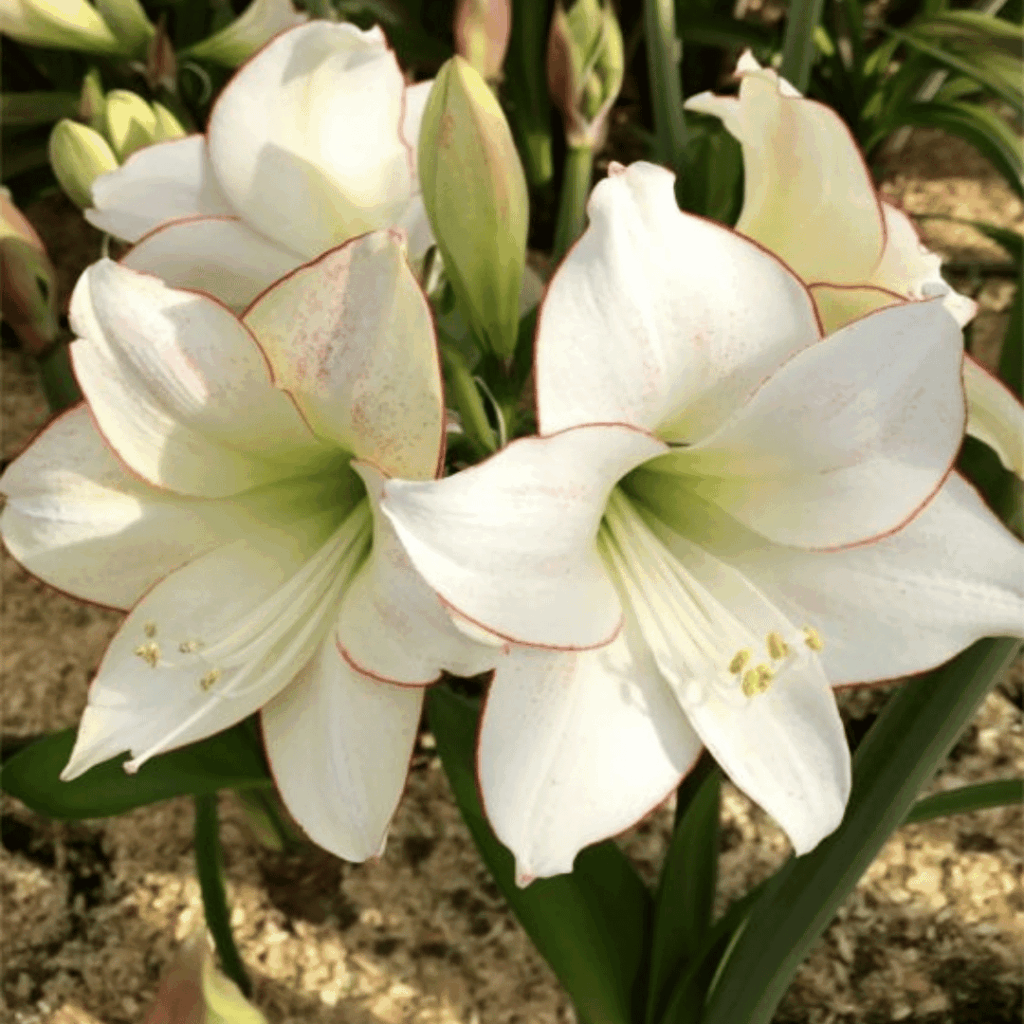 Amaryllis Bulb - Picotee