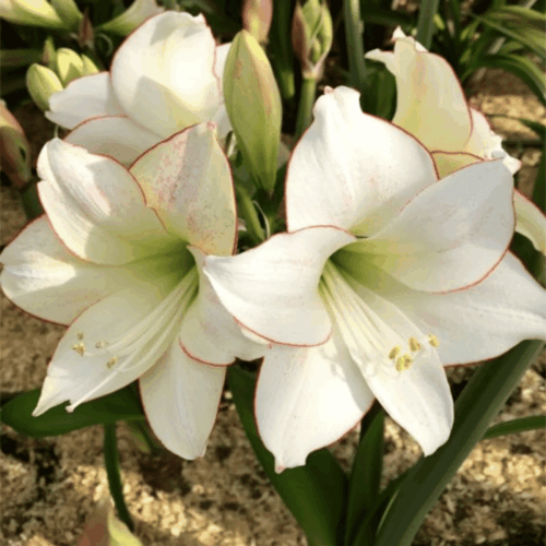 Amaryllis Bulb - Picotee