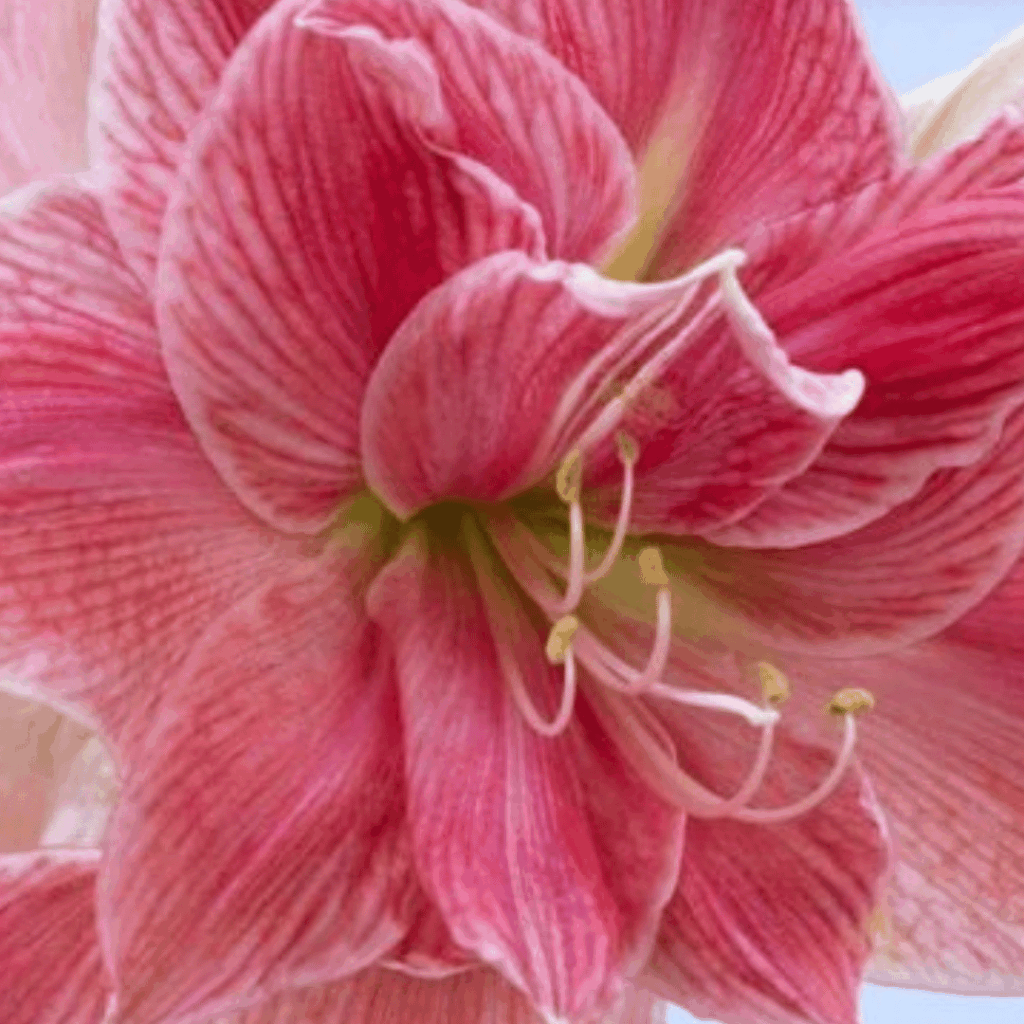 Amaryllis Bulb - Sweet Nymph